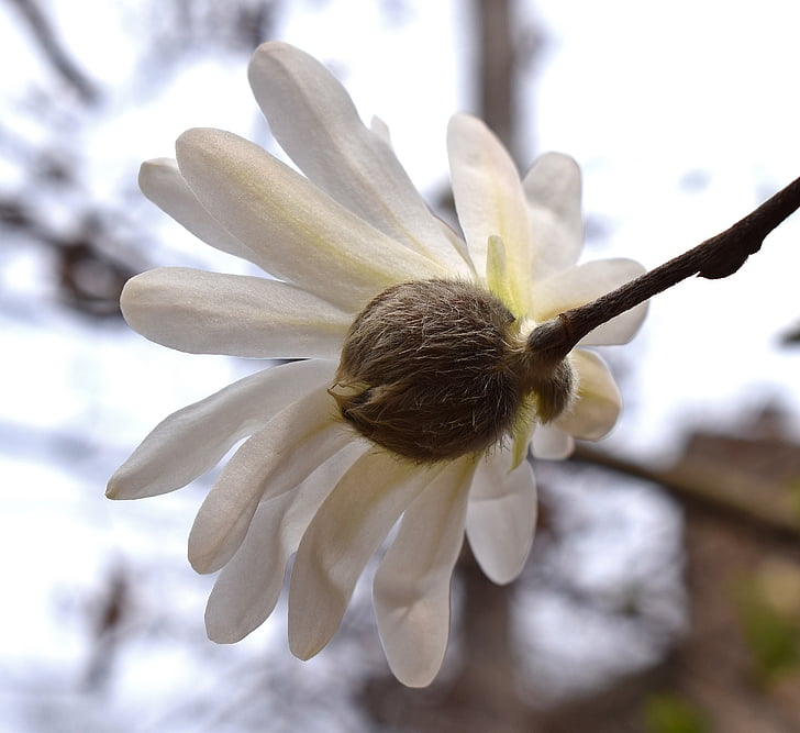 star magnolia from back, magnolia, tree, plant, garden, nature, spring
