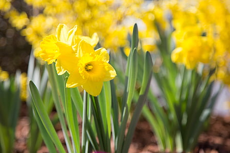 daffodils, flower, nature