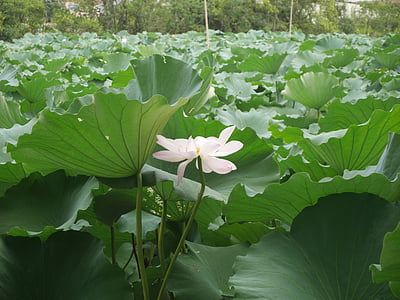 Lotus, růžová, závod, květiny, rybník, růžový květ, list nelumbo nucifera