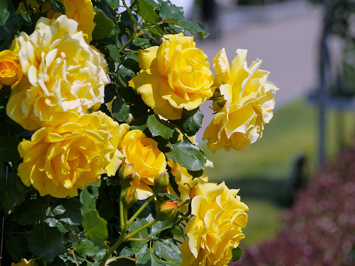 Πάρκο Verny, Γαλλία, τριαντάφυλλο, Κίτρινο, στη θάλασσα, ναυτική βάση, Αμερική