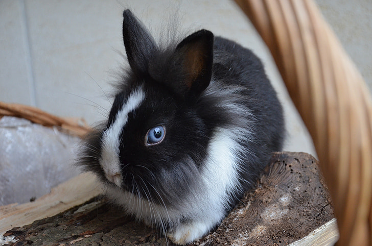 กระต่าย, คนแคระ, ตาสีฟ้า