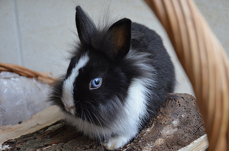 兔子, 小矮人, 蓝色的眼睛