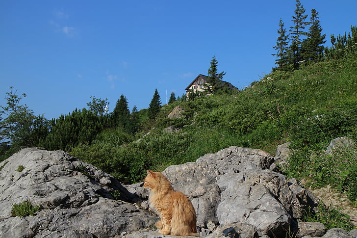 gatto, montagne, capanna, Cottage, arte