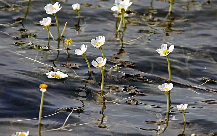 vandens vėdrynas, vėdrynas, hahnenfußgewächs, gėlės, Vėdryniniai, gėlė, balta