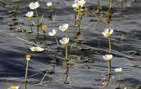 ranúnculo de agua, botón de oro, hahnenfußgewächs, flores, Ranunculaceae, flor, Blanco