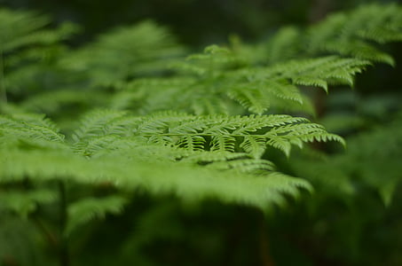 fern, plant, close, photo, green, plants, trees