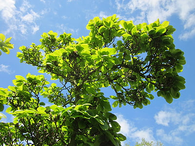 Magnolia soulangeana, Magnólia Pires, árvore, planta, Flora, folhagem, folhas
