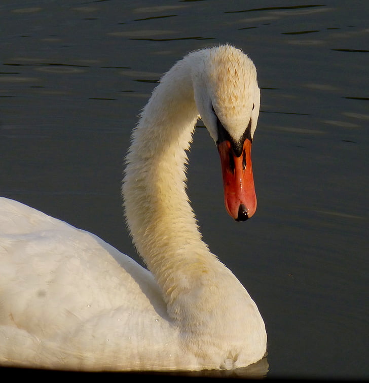 Swan, fågel, vatten fågel, Donau