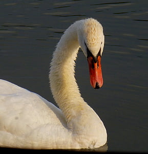 Swan, pasăre, pasăre de apă, Dunărea