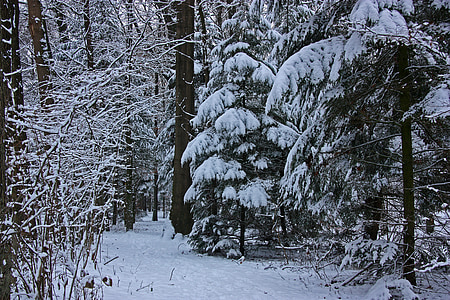 zimowe, lasu, drzewo, Las iglasty, jodły, Świerk, Bush