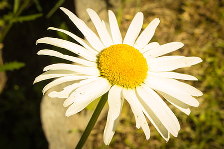 bunga, Daisy, musim panas, bunga putih, putih, hijau, Juni