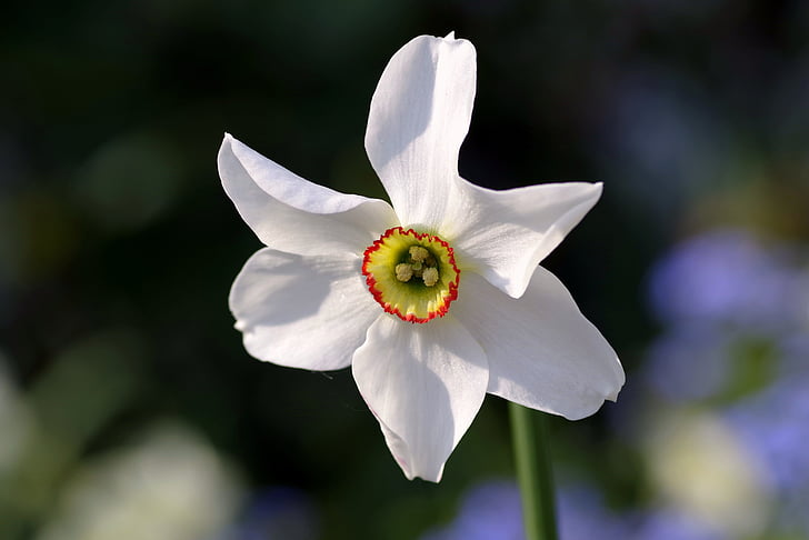 Narcissus, hvit, krem, blomst, enkelt, merket, solen