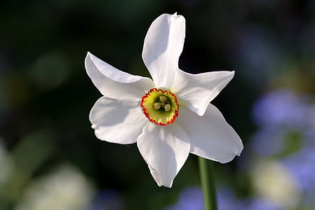 Narcissus, wit, crème, bloem, enkele, de gemarkeerde, de zon