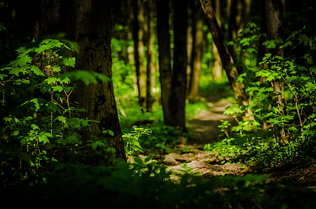 trail, forest, nature, landscape, trees, mystery, tree