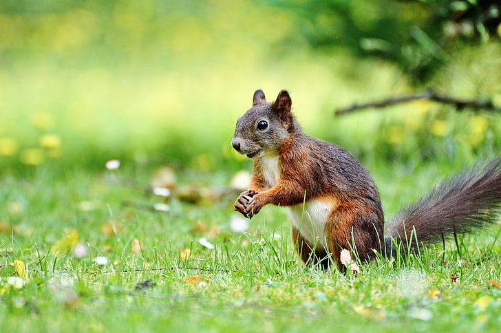 squirrel, nager, rodent, cute, nature, cheeky, animal