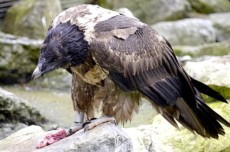 bearded vulture, bird of prey, eat, meat, raptor, birds, vulture