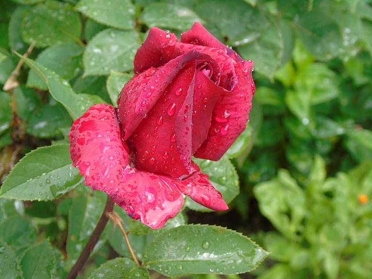 Rose, fleur, Rosa