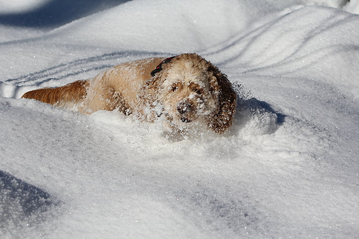 hond in de sneeuw, cocker spaniel, winter, wit, Sweet, dier, hond