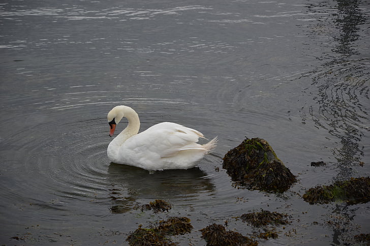 bird, swan, waters