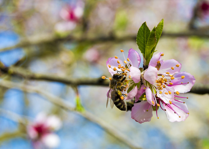 abeille, printemps, cerise, fleur, ensoleillée, pollen, été