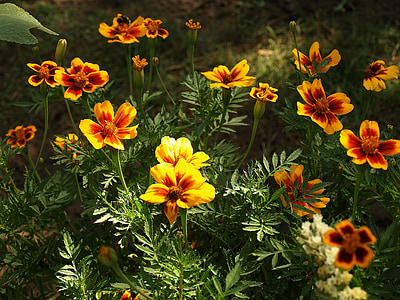 marigold scattered, tagetes patula nana, flower, flowers, flowering, the plot, garden