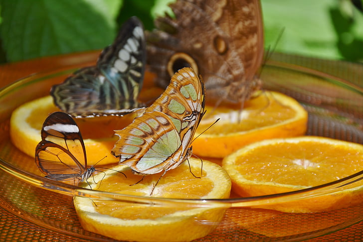 butterflies, feeding, butterfly house, orange, butterfly, wing, tropical house