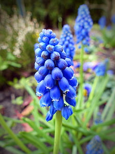 Perle Blume, Blume, Blüte, Bloom, Blau, Anlage, in der Nähe