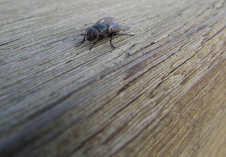 Fly, hmyz, zvířata