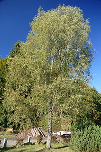 arbre, arbre à feuilles caduques, nature, Meadow, Sky, bleu, paysage