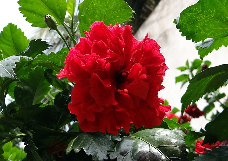 Kína rose, Hibiscus szoba kétszemélyes ággyal, Rosa sinensis, virág cipő, virág, piros, Flóra