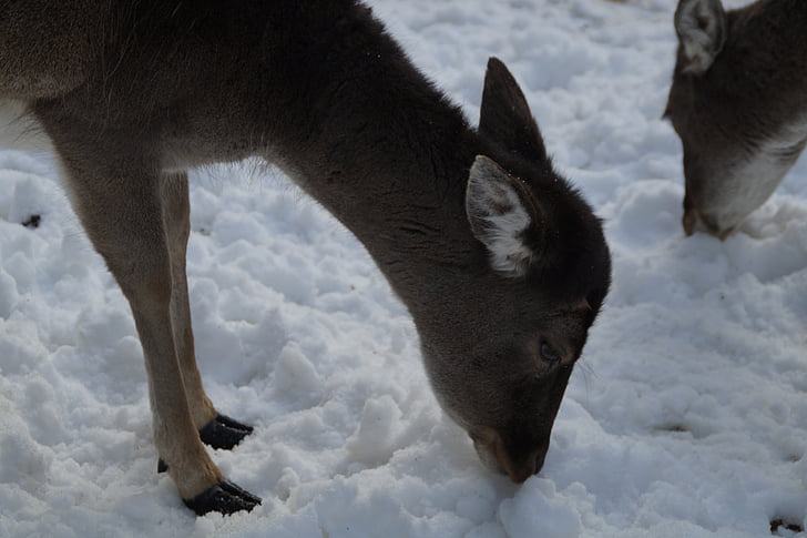 roe deer, fallow deer, wild, winter, snow, winter fur, wintry