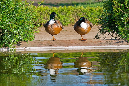 mallard, duck, anas, platyrhynchos, water, mirroring, pond