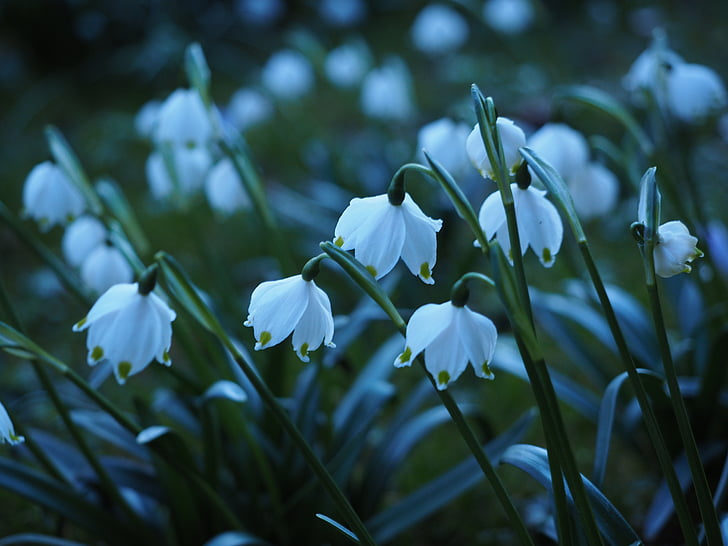 snežinka, cvetje, abendstimmung, zvečer luči, bela, spomladi cvet