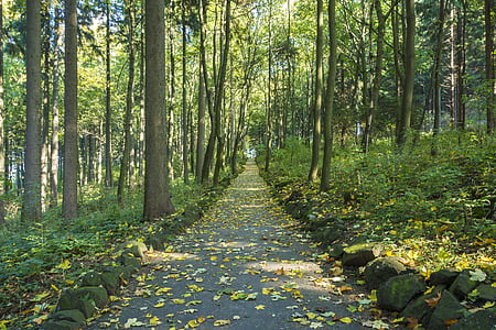 Осенью листва, Рудные горы, лес, Саксония, Scheibenberg, Осеннее настроение, вверх