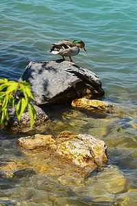 Lago balaton, patos salvajes, Lago, Hungría, Tihany, pájaro del agua, junto al lago