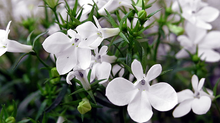 labelia, Lobelia przylądkowa, balkonowa rostlin, Ornament, květ