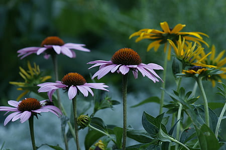 Marguerite, fleur, jardin