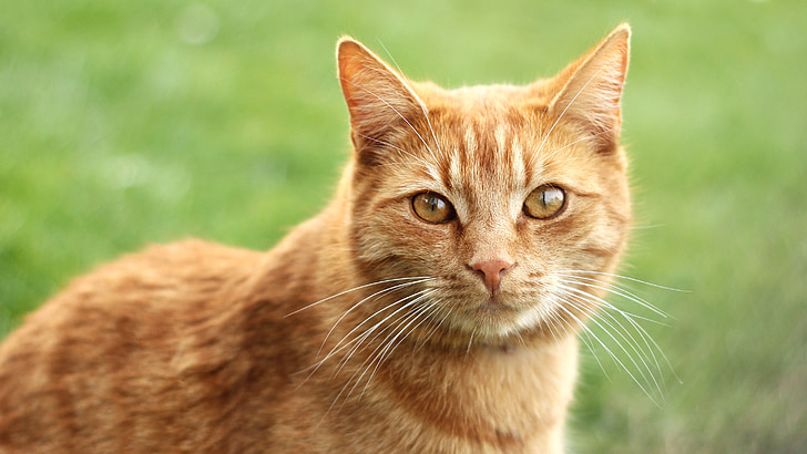cat, redheaded, tomcat, mammal, head, animal, the red-haired