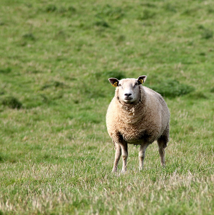 πρόβατα, σήμα, ακριβά, θηλαστικά, ζωικό κεφάλαιο, αγροικία, χλόη