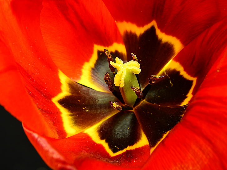 flor, flor, flor, natura, primavera, Lenz, Tulipa