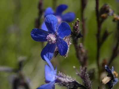 цвете, синьо, листенца, Люляк