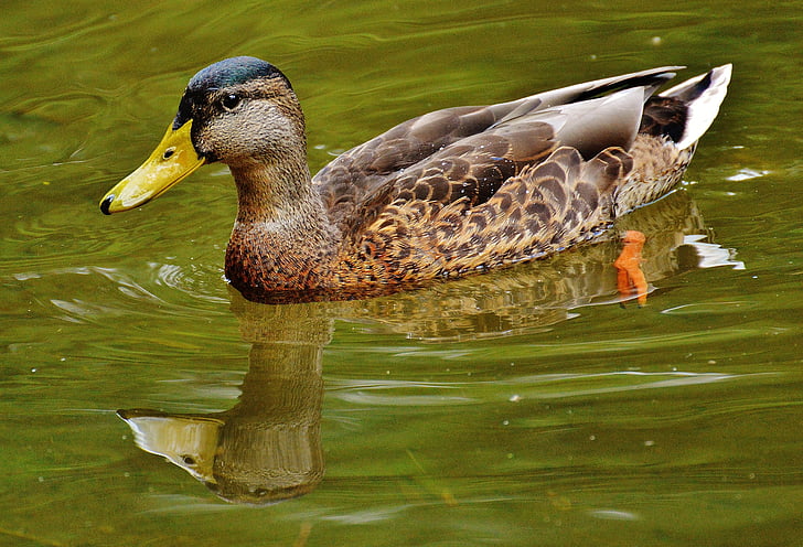 Bebek, perairan, air, mirroring, Manis, berenang