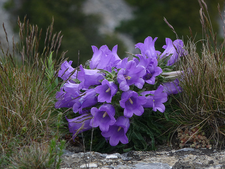 flowers, purple, mountains, grass, more