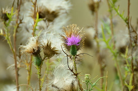 thistle, acker thistle, creeping thistle, violet, pappus, flower coronary, flora