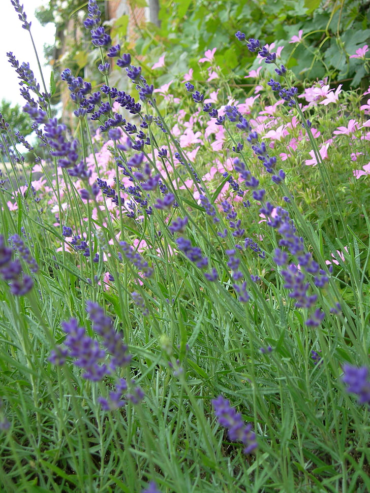 flowers, nature, lavender, fragrant, aromatic, true lavender, purple