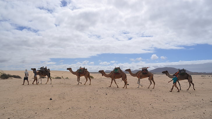 kamele, puščava, dromedar, Fuerteventura