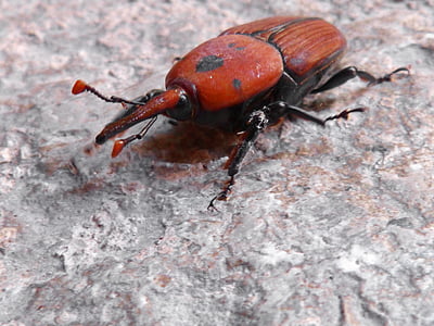 Käfer, Orange, gerieben, Detail, Orange-Käfer, gestreift
