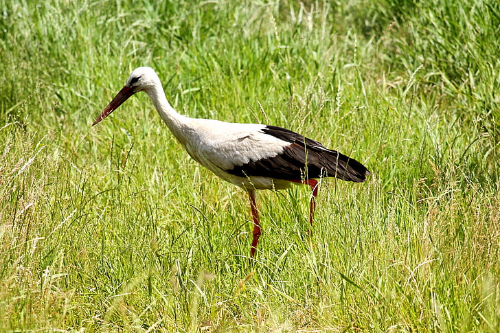 stork, meadow, eastern, bird, foraging, grass, elbaue