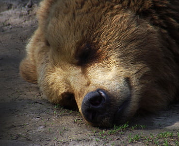 urso, sono, descanso, jardim zoológico