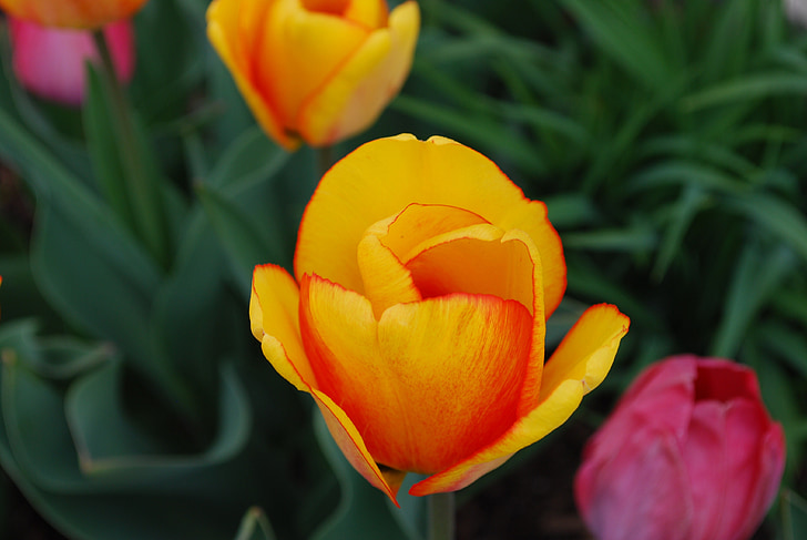 tulipani, narančasta, proljeće, žuta, ljepota, priroda, Vrtlarstvo